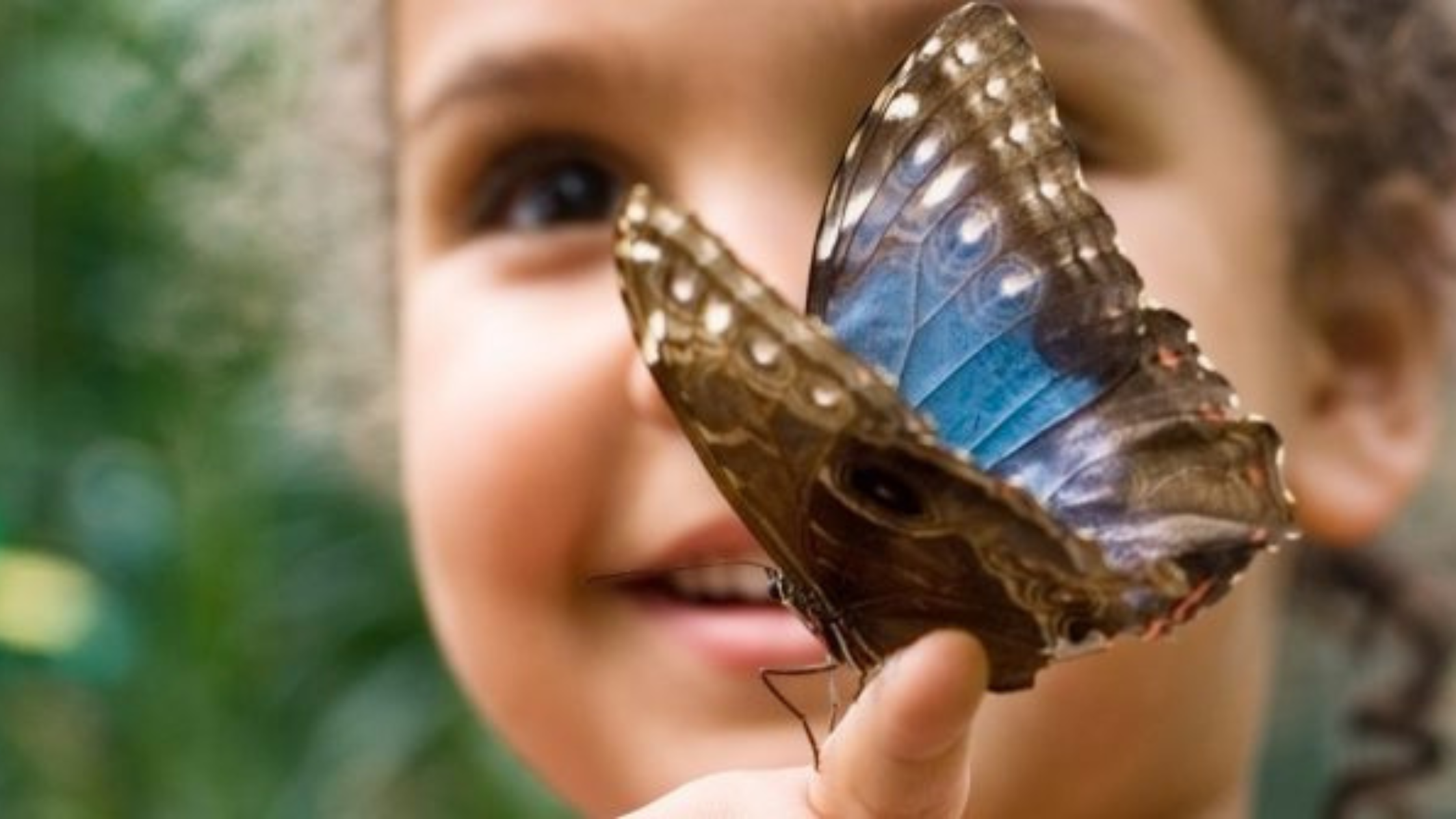 Butterfly Pavilion