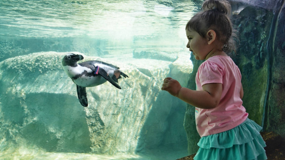 Child and penguin