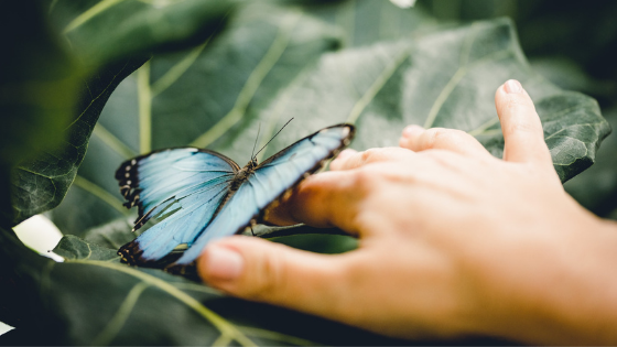 Butterfly Biosphere