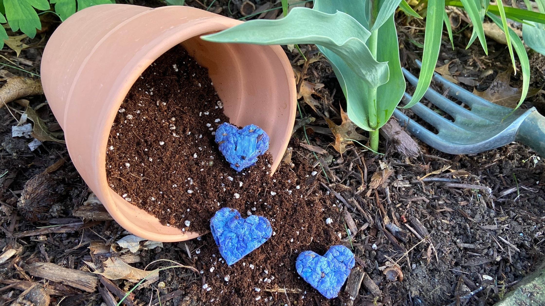 planting pot with blue hearts next to it