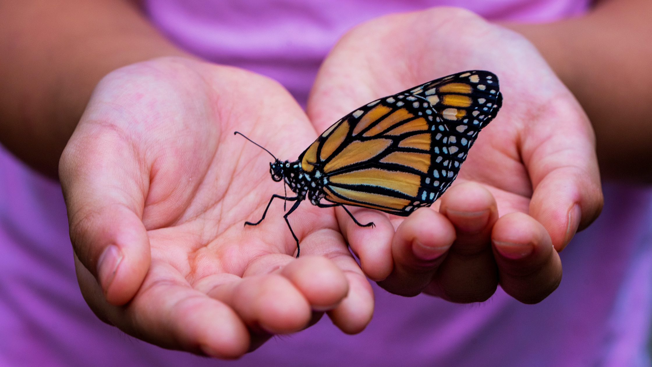 child holding a butterfly in their hands